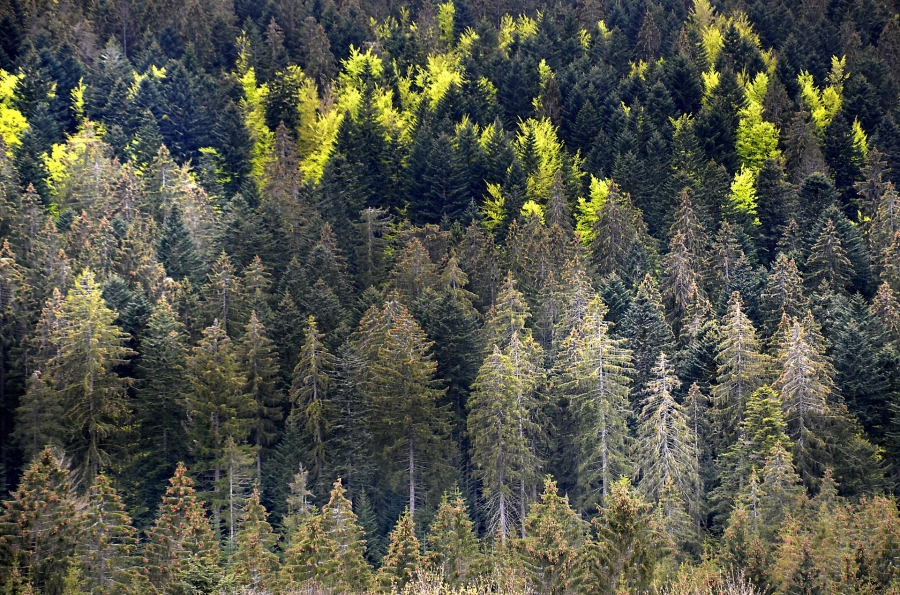 new illustration SPACEBEL Participating in ESA’s ICT4Forest Project